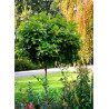 QUERCUS palustris GREEN DWARF
