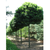 QUERCUS palustris GREEN DWARF