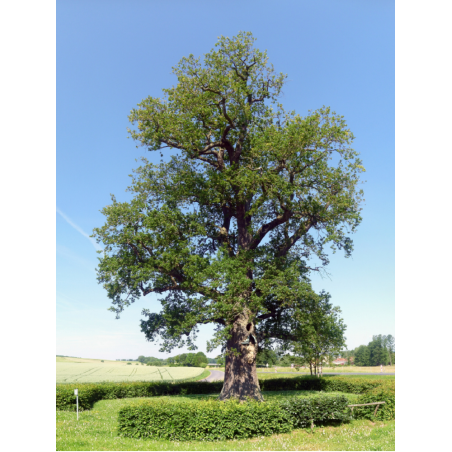 QUERCUS robur QUERCUS robur