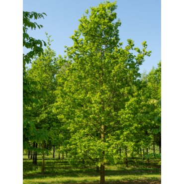 QUERCUS robur 