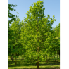 QUERCUS robur 