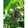 QUERCUS rubra