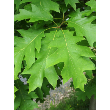 QUERCUS rubra