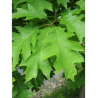 QUERCUS rubra