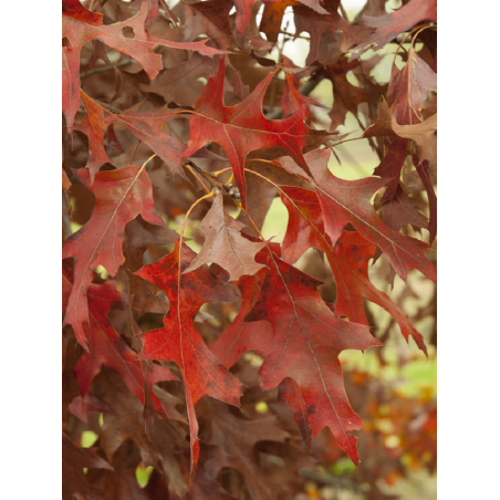 QUERCUS rubra QUERCUS rubra