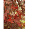 QUERCUS rubra