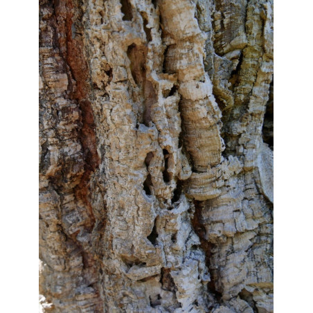 QUERCUS suber QUERCUS suber