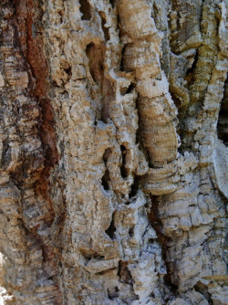 QUERCUS suber