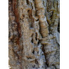 QUERCUS suber