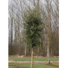 QUERCUS suber