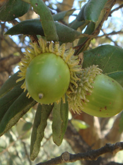 QUERCUS suber