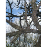 LIQUIDAMBAR styraciflua