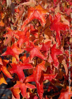 LIQUIDAMBAR styraciflua ALBOMARGINATA MANON