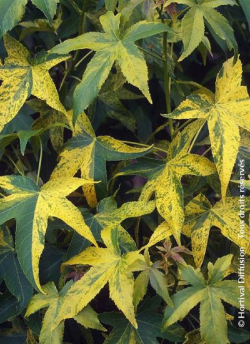 LIQUIDAMBAR styraciflua AUREA