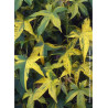 LIQUIDAMBAR styraciflua AUREA