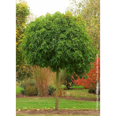 LIQUIDAMBAR styraciflua GUMBALL LIQUIDAMBAR styraciflua GUMBALL