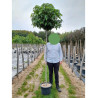 LIQUIDAMBAR styraciflua GUMBALL En pot de 25-30 litres forme tige hauteur du tronc 180-200 cm