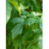 LIQUIDAMBAR styraciflua LANE ROBERTS