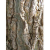 LIQUIDAMBAR styraciflua LANE ROBERTS