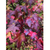 LIQUIDAMBAR styraciflua LANE ROBERTS