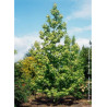 LIQUIDAMBAR styraciflua THEA