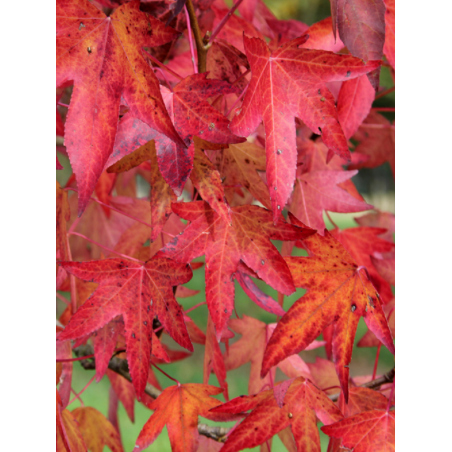 LIQUIDAMBAR styraciflua WORPLESDON LIQUIDAMBAR styraciflua WORPLESDON
