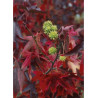 LIQUIDAMBAR styraciflua WORPLESDON