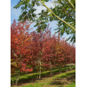 LIQUIDAMBAR styraciflua WORPLESDON