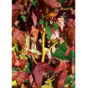 LIQUIDAMBAR styraciflua GOLDEN SUN