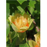 LIRIODENDRON tulipifera