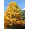 LIRIODENDRON tulipifera