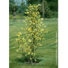 LIRIODENDRON tulipifera AUREOMARGINATUM