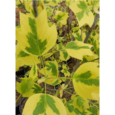 LIRIODENDRON tulipifera AUREOMARGINATUM LIRIODENDRON tulipifera AUREOMARGINATUM