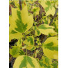 LIRIODENDRON tulipifera AUREOMARGINATUM