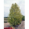 LIRIODENDRON tulipifera AUREOMARGINATUM