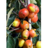 MALUS JOHN DOWNIE