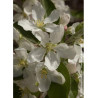 MALUS JOHN DOWNIE