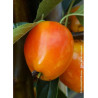 MALUS JOHN DOWNIE