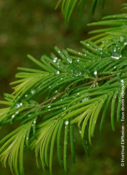 METASEQUOIA glyptostroboides