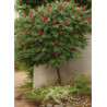 RHUS typhina