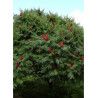 RHUS typhina