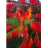 RHUS typhina