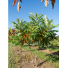RHUS typhina