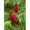 RHUS typhina DISSECTA En pot