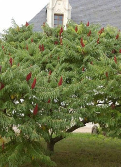 RHUS typhina DISSECTA