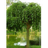 MORUS alba PENDULA