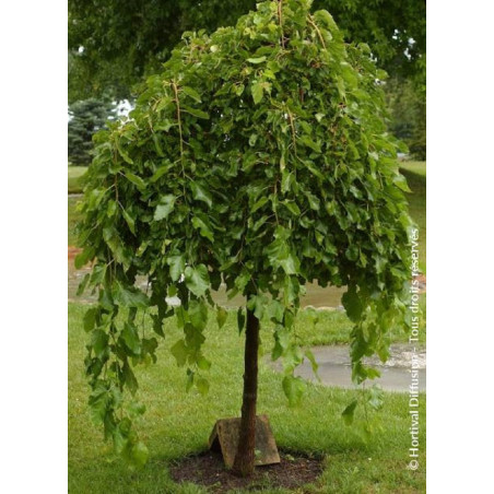 MORUS alba PENDULA MORUS alba PENDULA