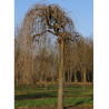 MORUS alba PENDULA