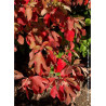SASSAFRAS albidum