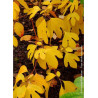 SASSAFRAS albidum